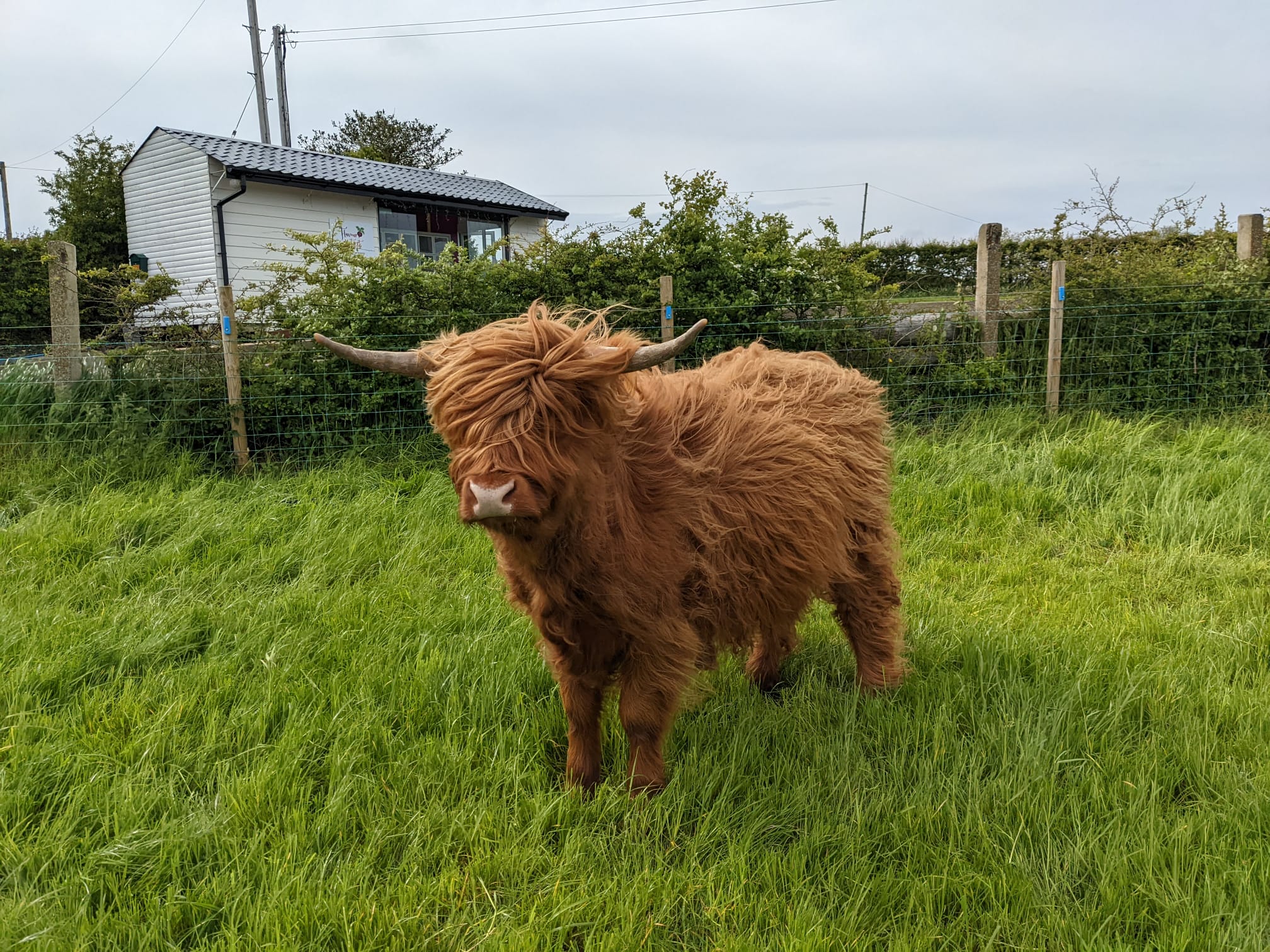 Adopt A Highland Cow Adopt a highland cow