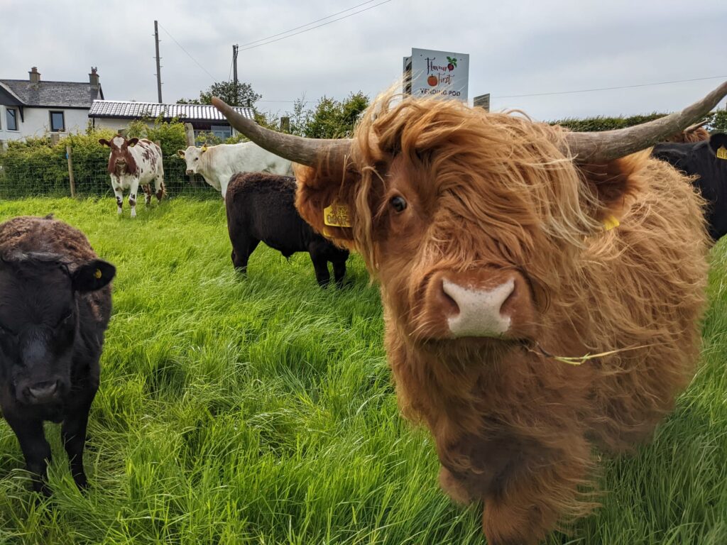 Adopt a Highland Cow