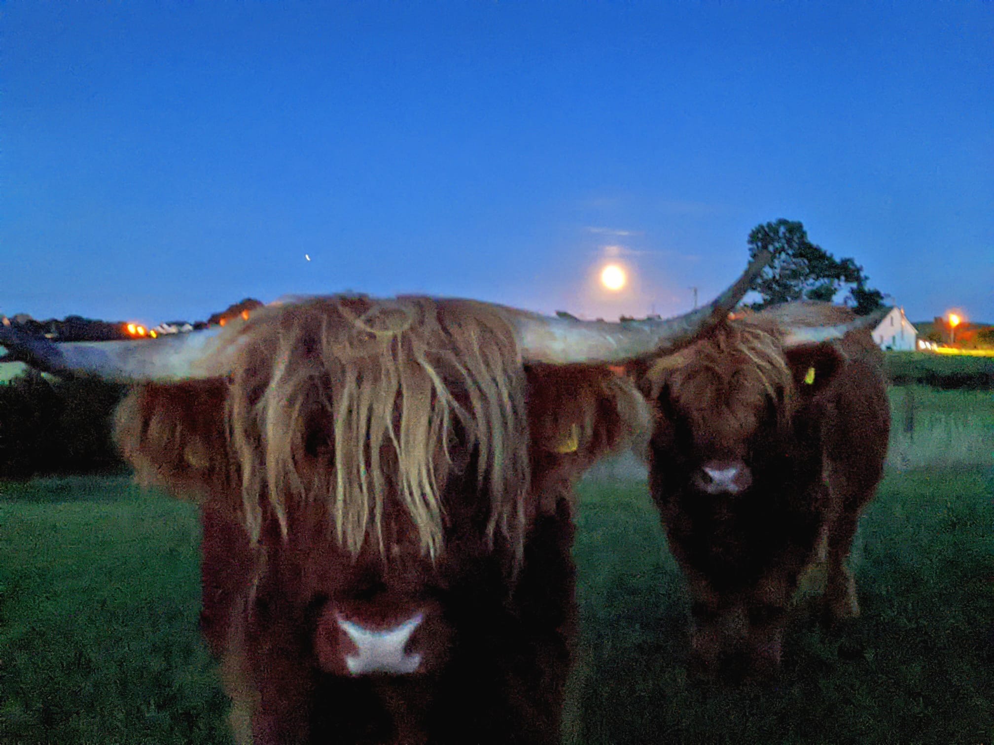 Adopt A Highland Cow Adopt a highland cow