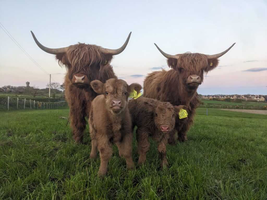 Adopt a Highland Cow